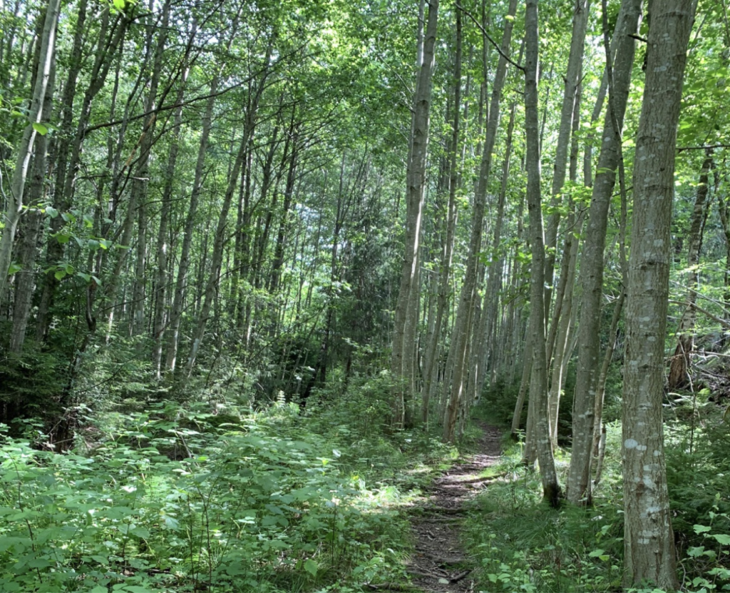Bråtenskogen i Frogn kommue.
